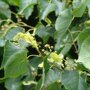 Tilia cordata 'Greenspire'